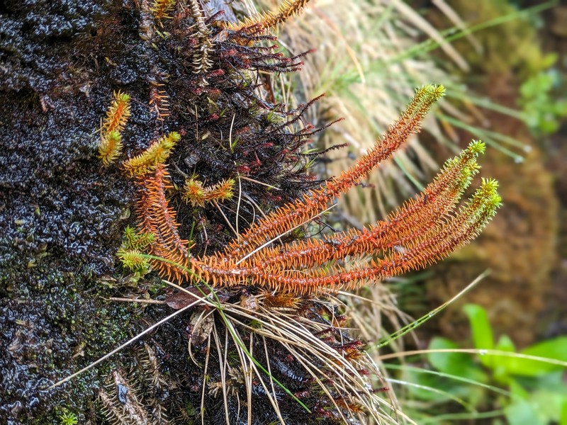 Clubmoss photo 6