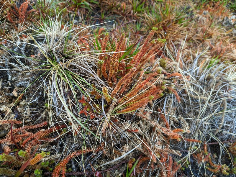 Clubmoss photo 8