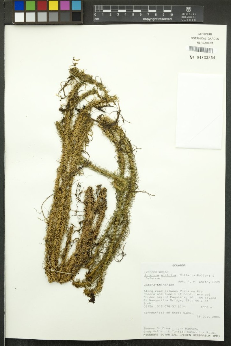 Huperzia acifolia