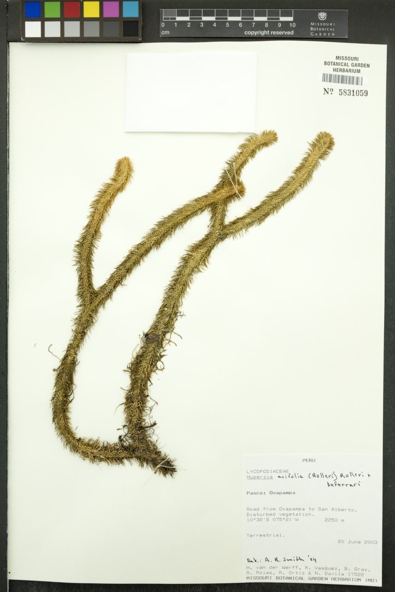 Huperzia acifolia photo 2