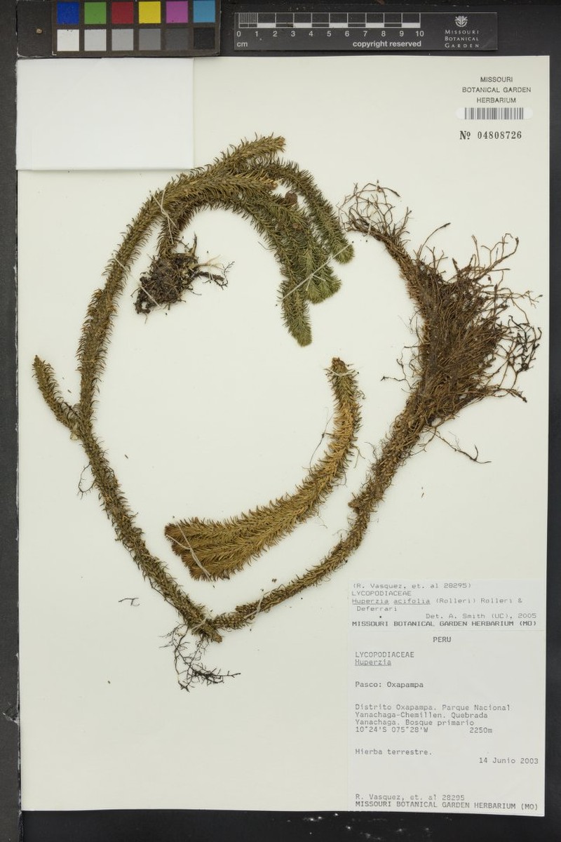 Huperzia acifolia photo 3