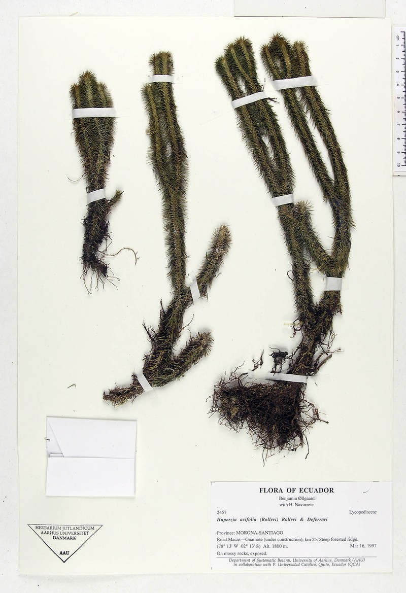 Huperzia acifolia photo 4