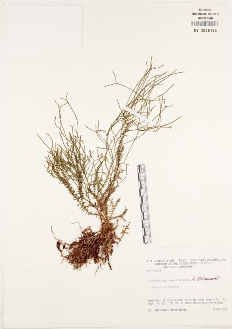 Huperzia amentacea