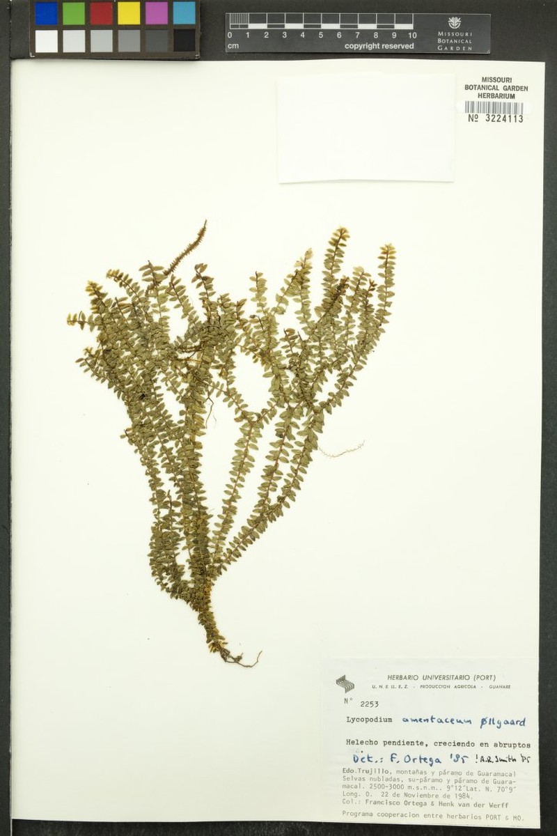 Huperzia amentacea photo 2