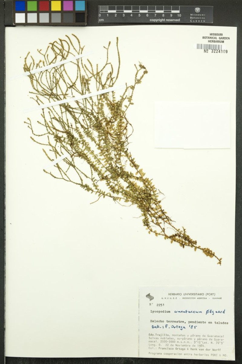 Huperzia amentacea photo 3