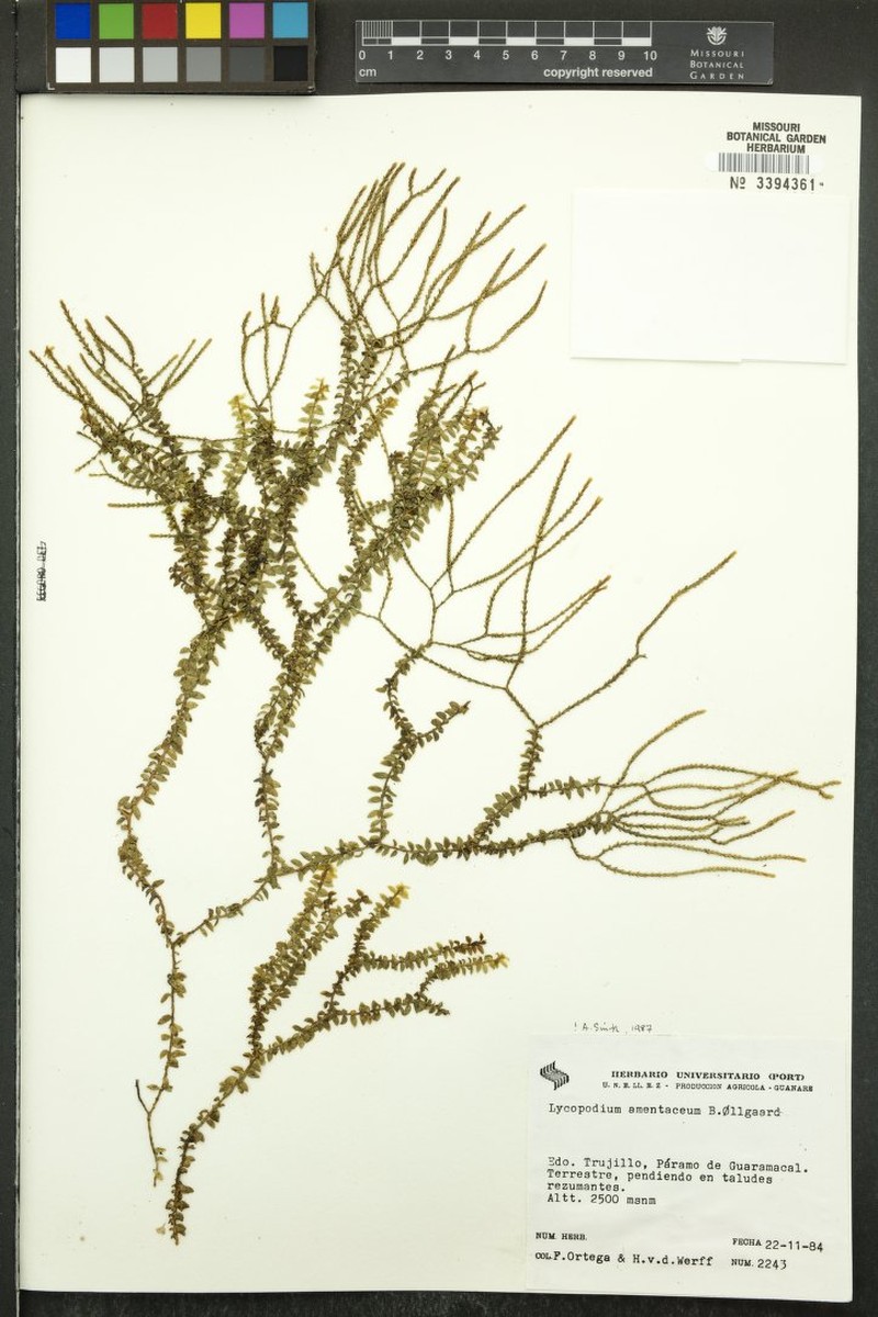 Huperzia amentacea photo 4