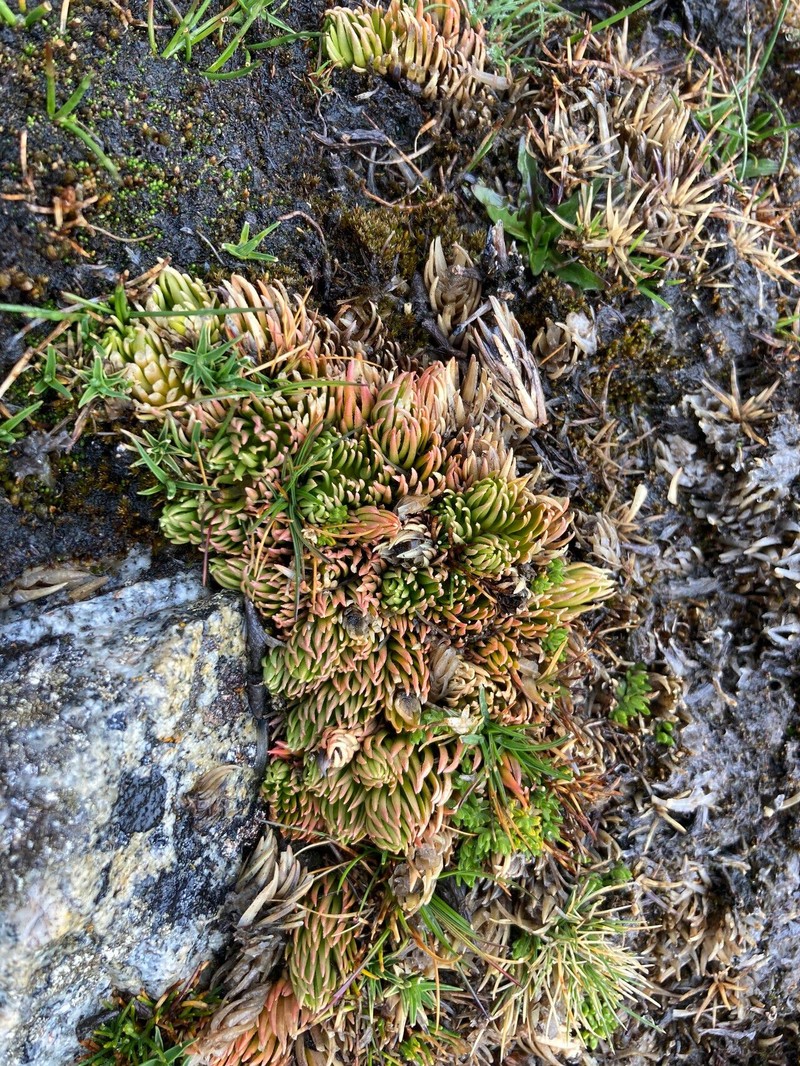Huperzia andina