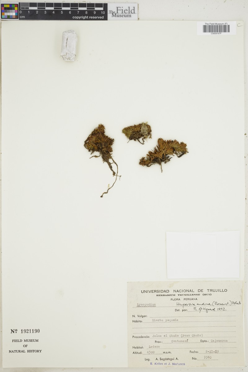 Huperzia andina photo 2