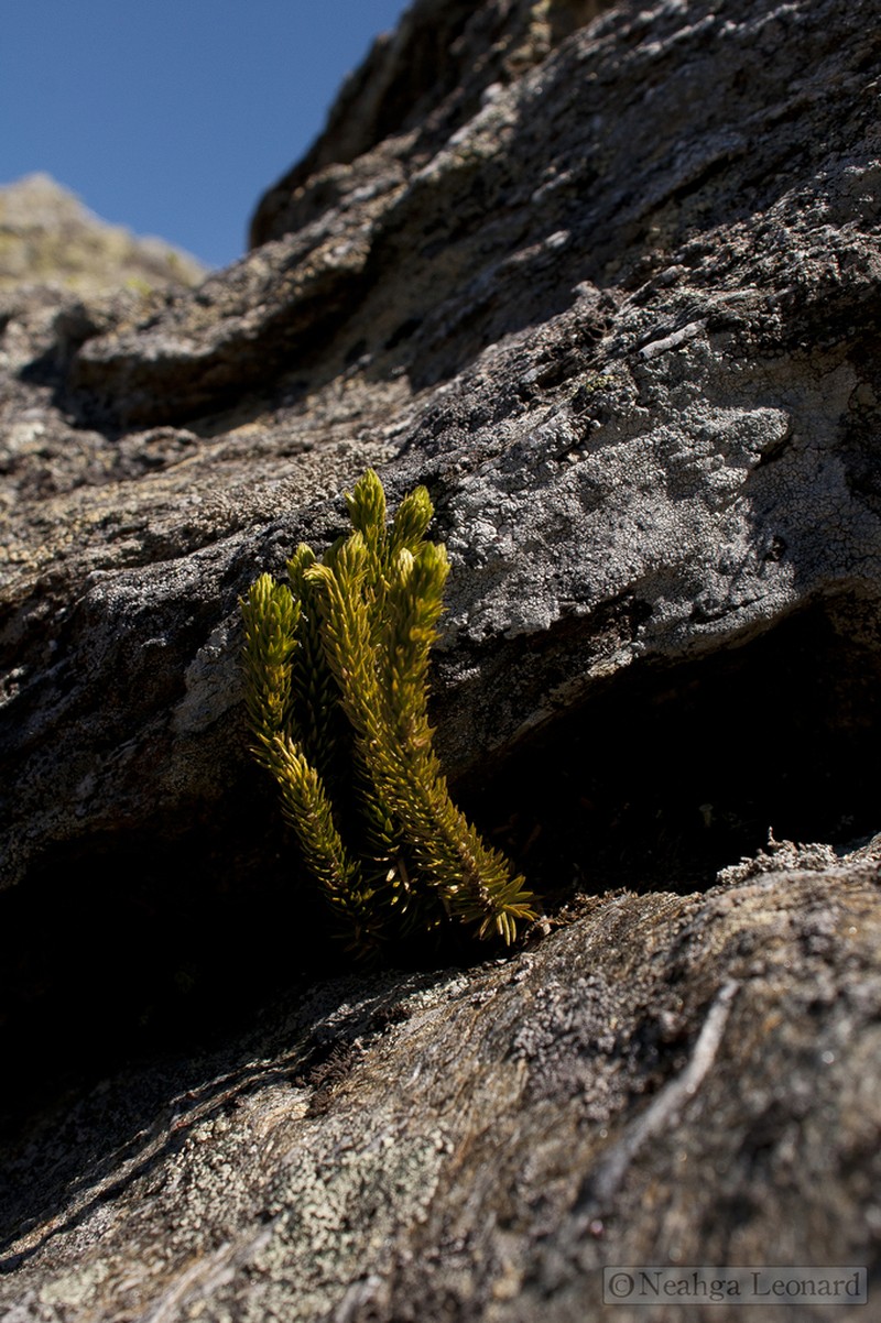 Appalachian Clubmoss