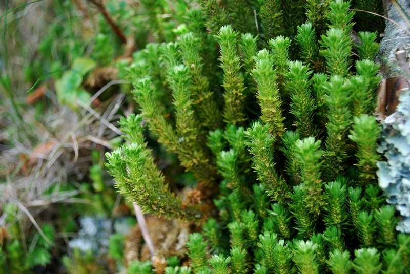 Appalachian Clubmoss photo 2