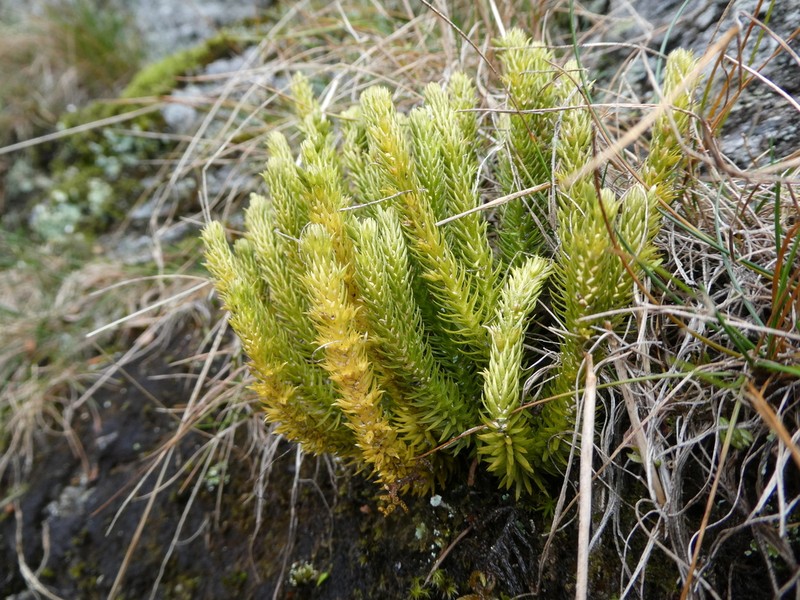 Appalachian Clubmoss photo 3