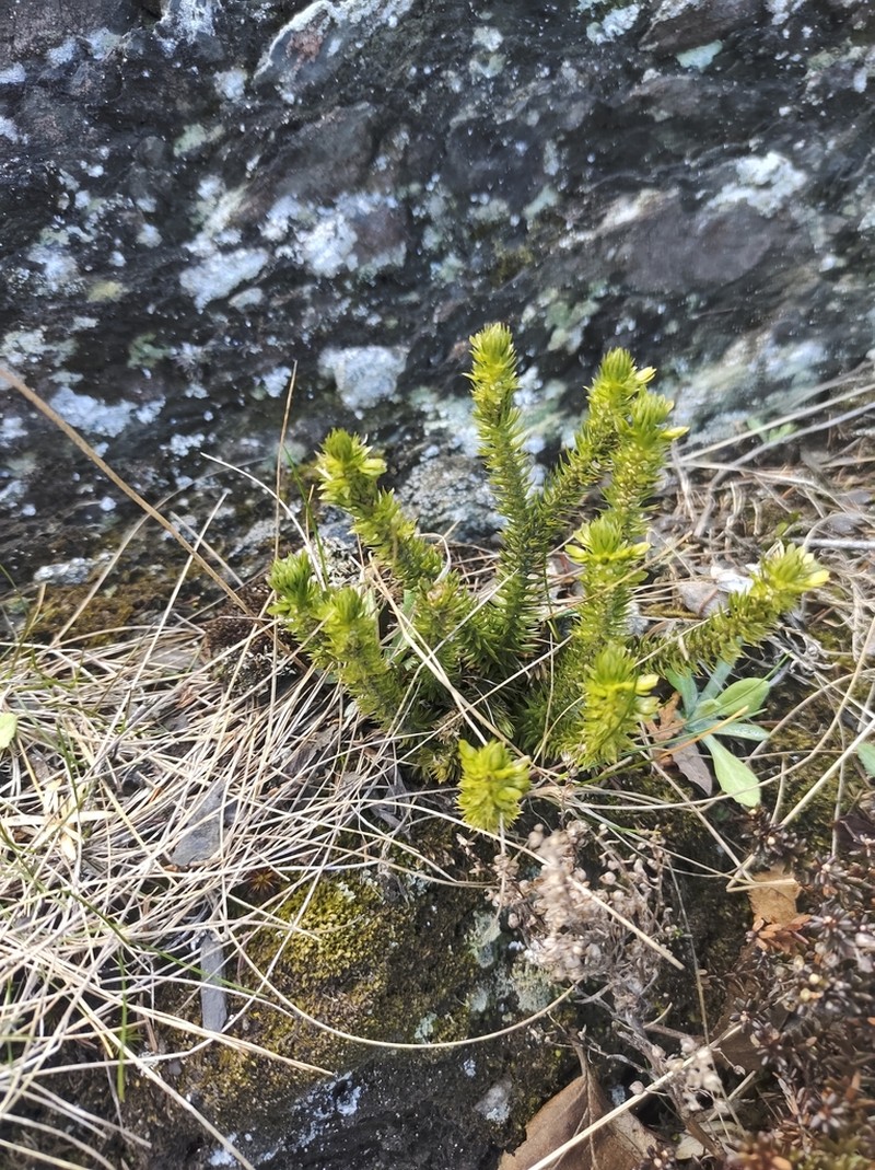 Appalachian Clubmoss photo 4