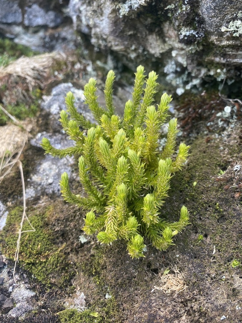 Appalachian Clubmoss photo 5