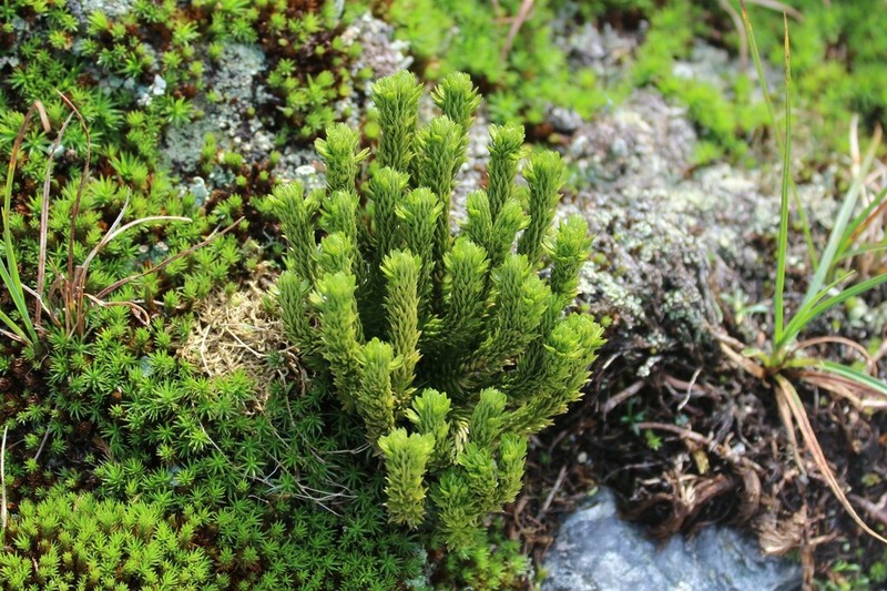 Appalachian Clubmoss photo 6