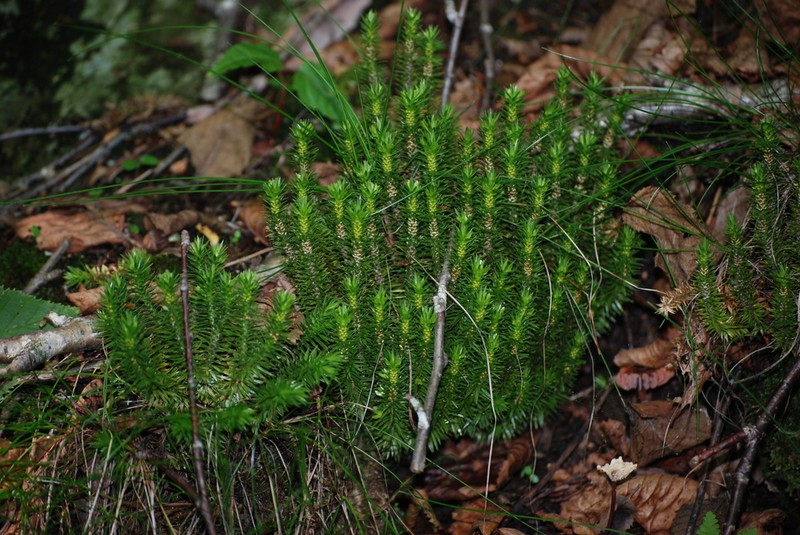 Appalachian Clubmoss photo 7