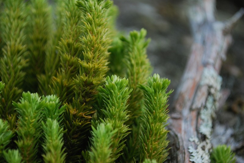 Appalachian Clubmoss photo 8