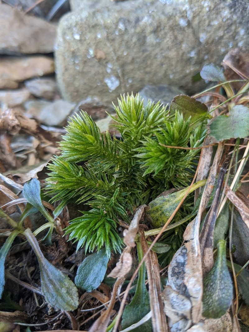 Huperzia appressa