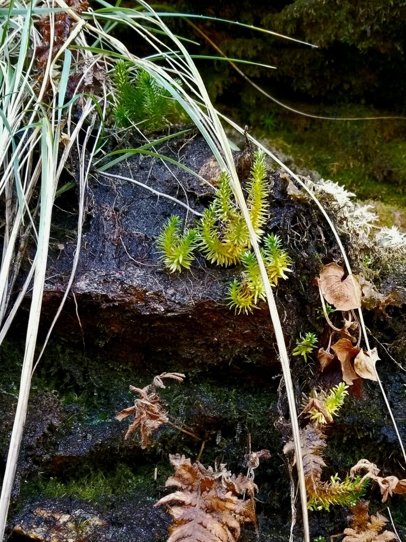 Huperzia appressa photo 2