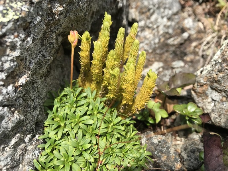 Huperzia appressa photo 4