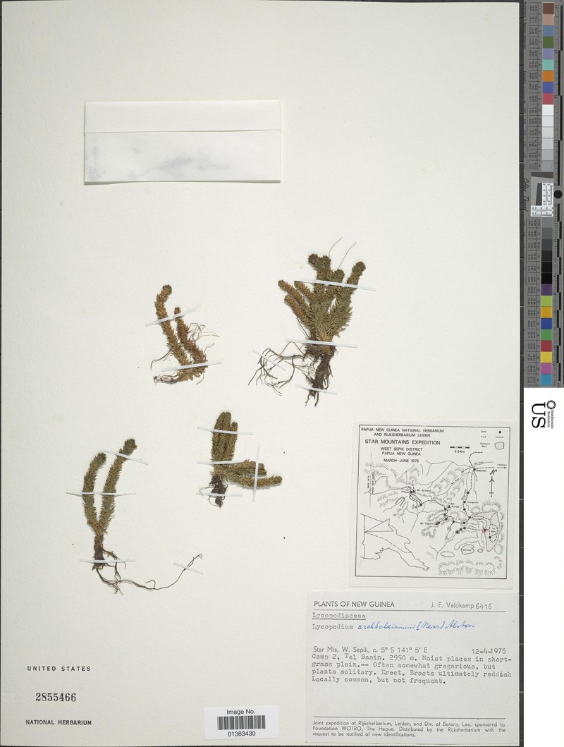 Huperzia archboldiana