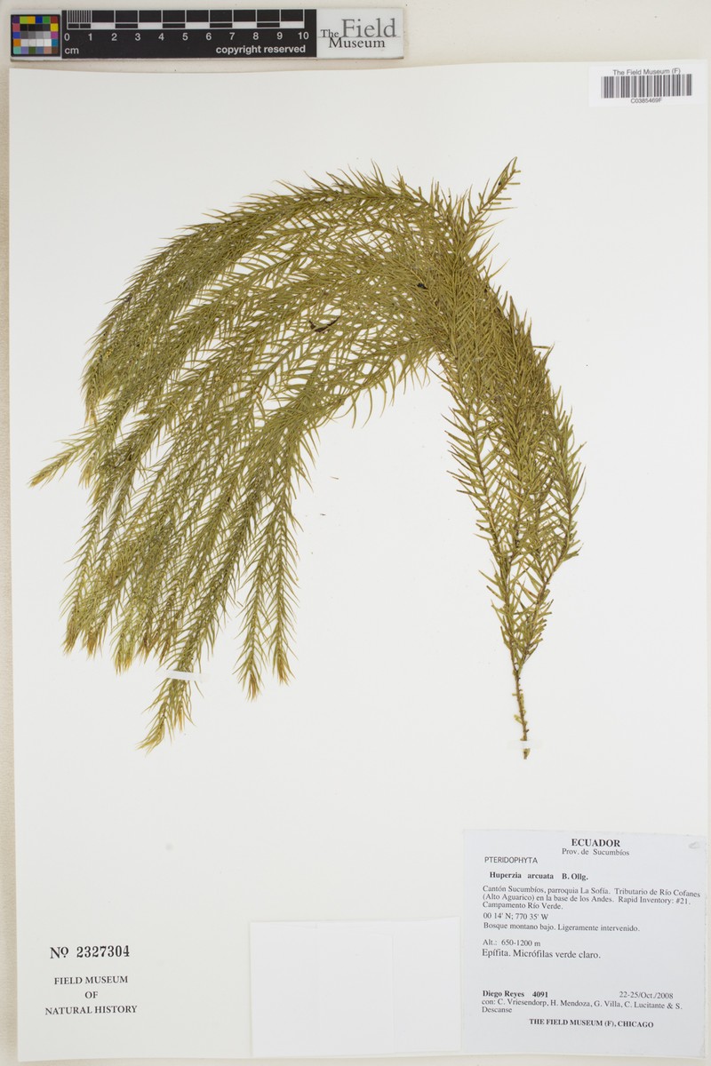 Huperzia arcuata photo 2