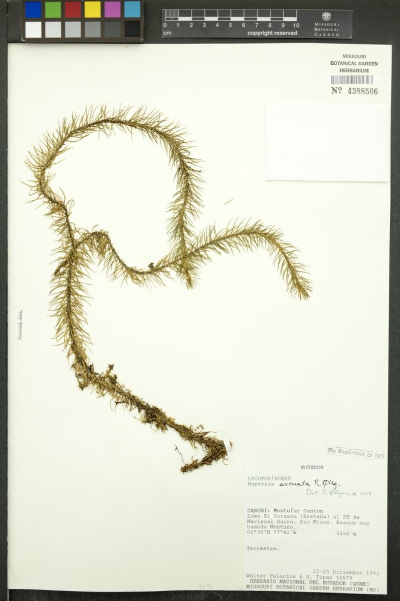 Huperzia arcuata photo 3