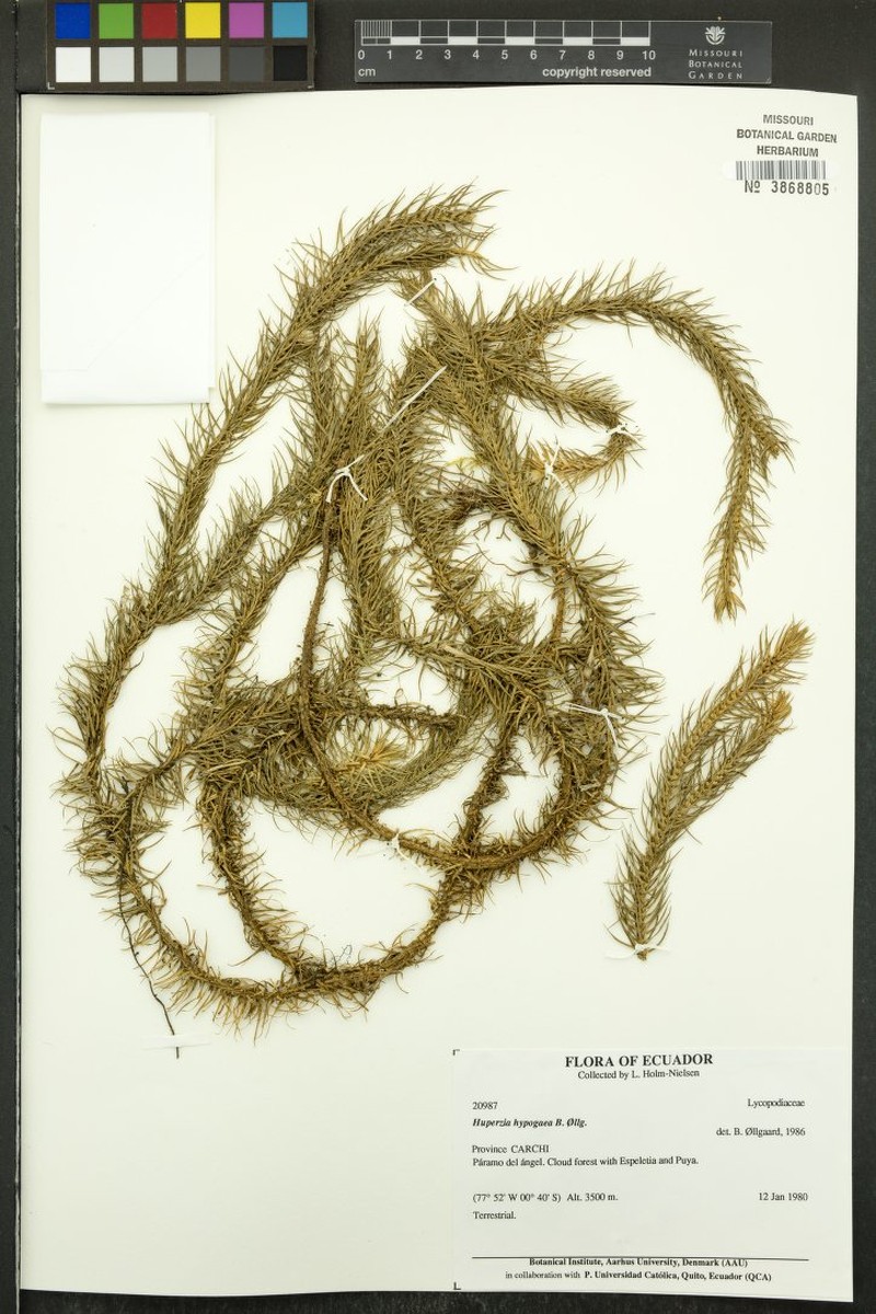 Huperzia arcuata photo 4