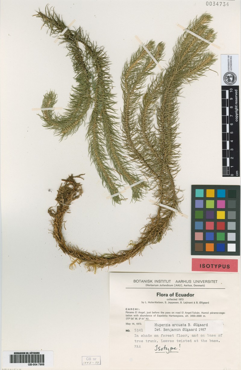 Huperzia arcuata photo 5