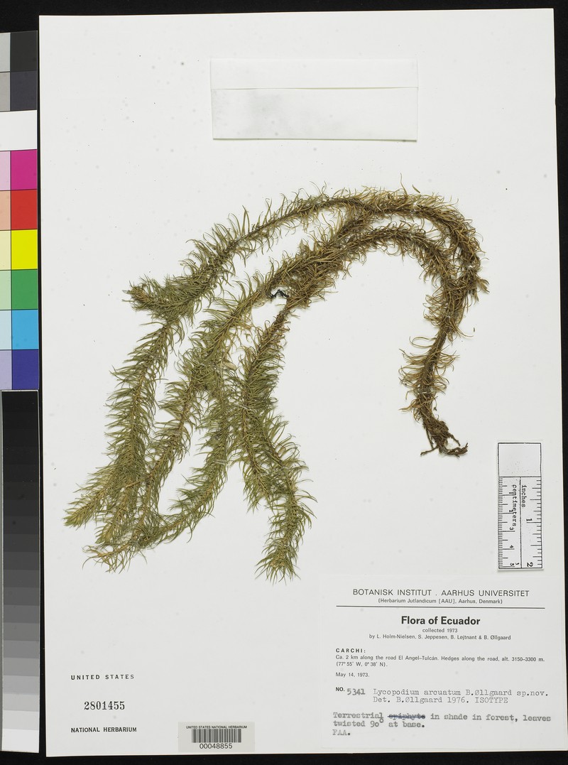 Huperzia arcuata