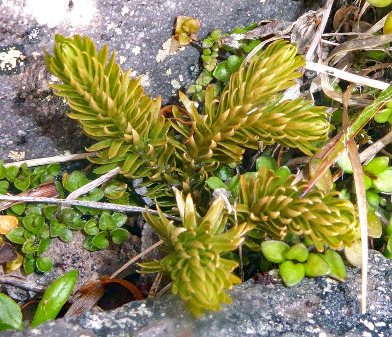 Huperzia australiana