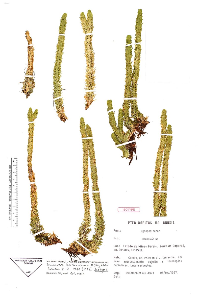 Huperzia badiniana