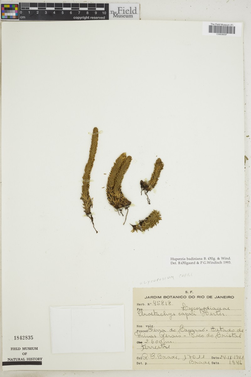 Huperzia badiniana photo 2