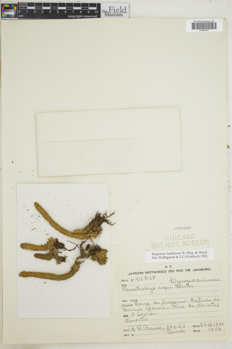 Huperzia badiniana photo 3