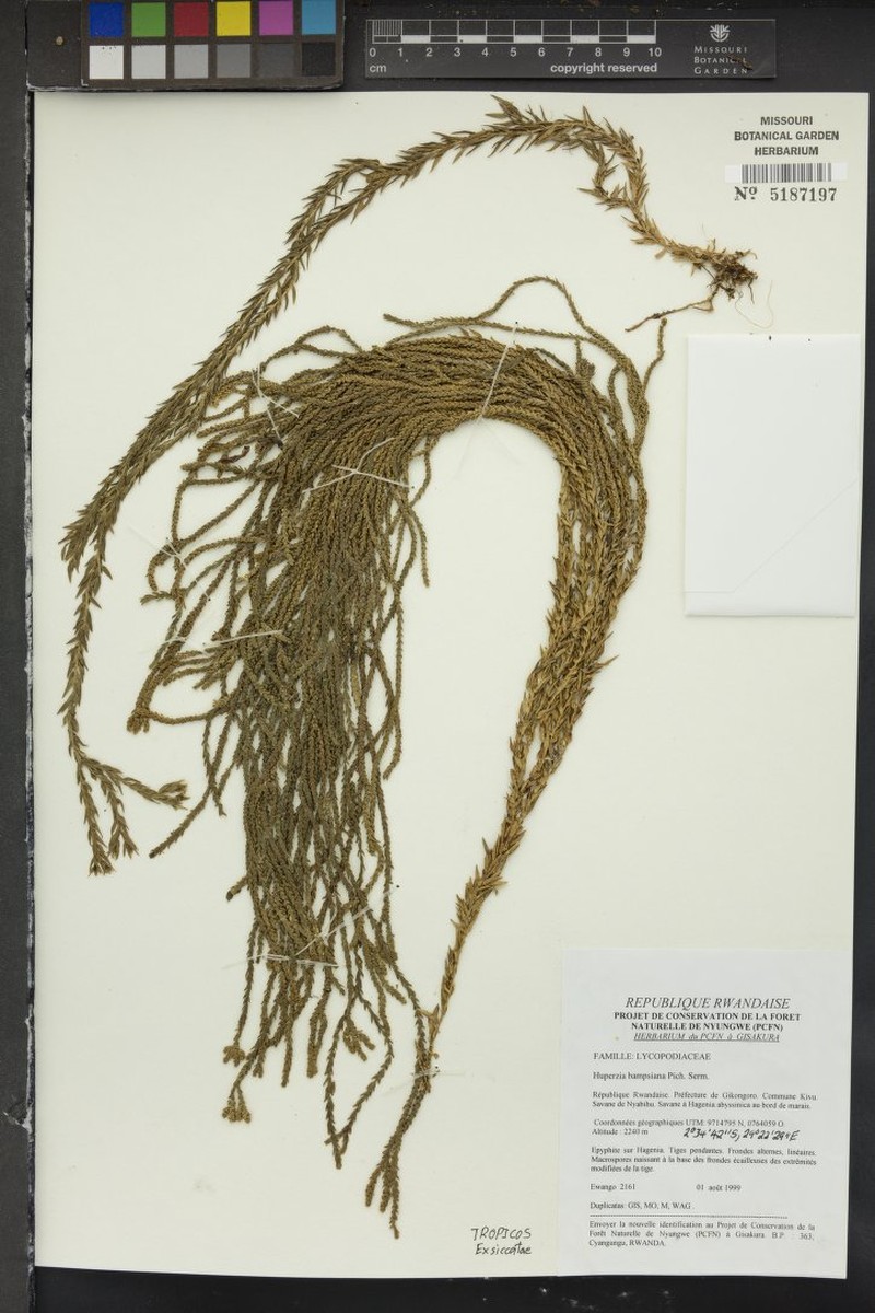 Huperzia bampsiana