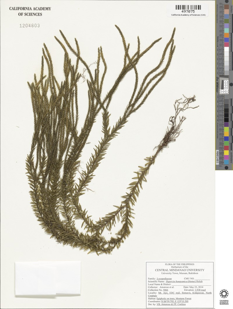 Huperzia banayanica