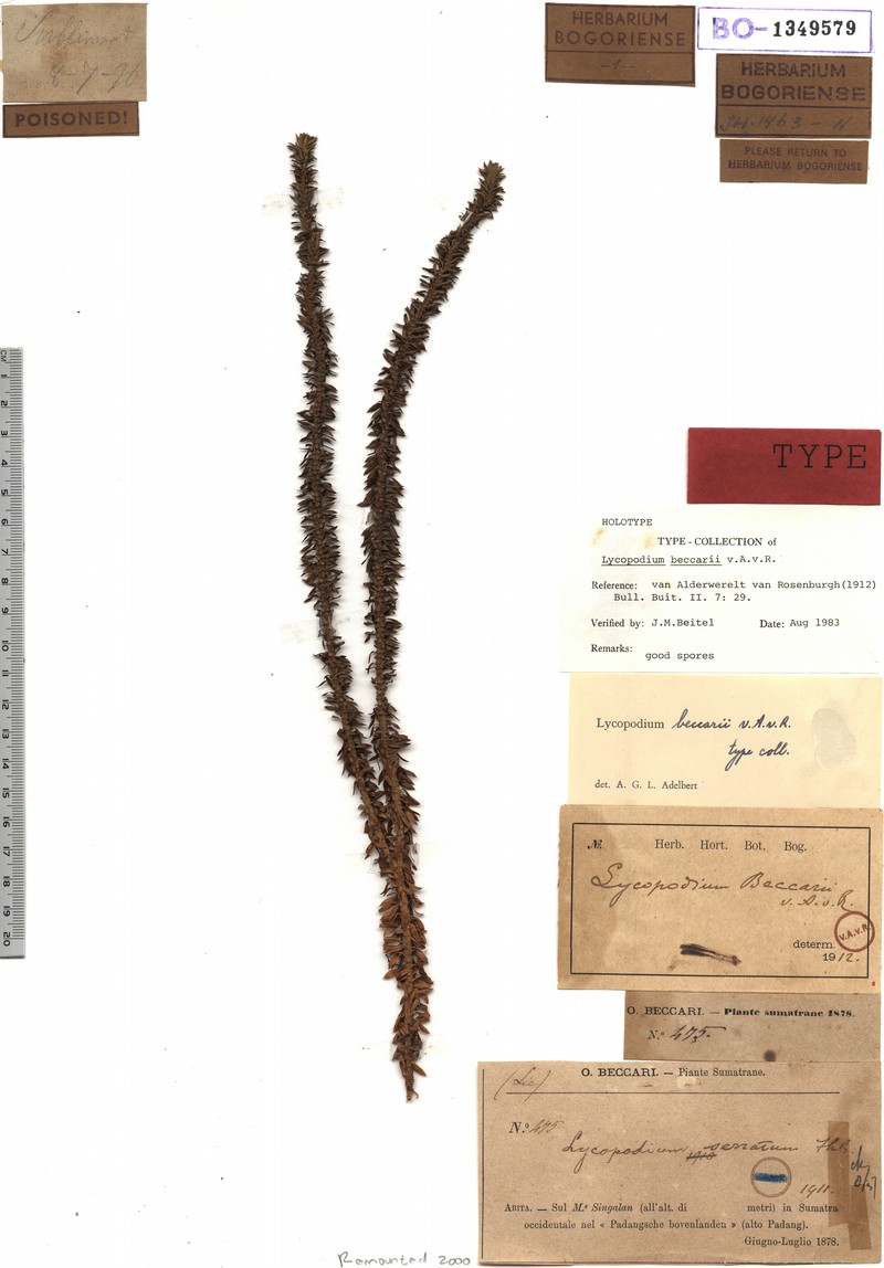 Huperzia beccarii