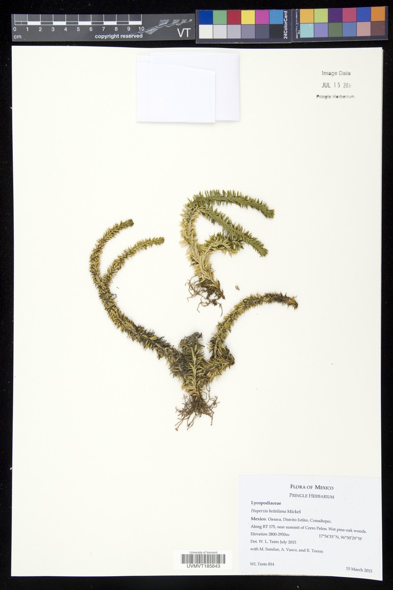 Huperzia beiteliana photo 2