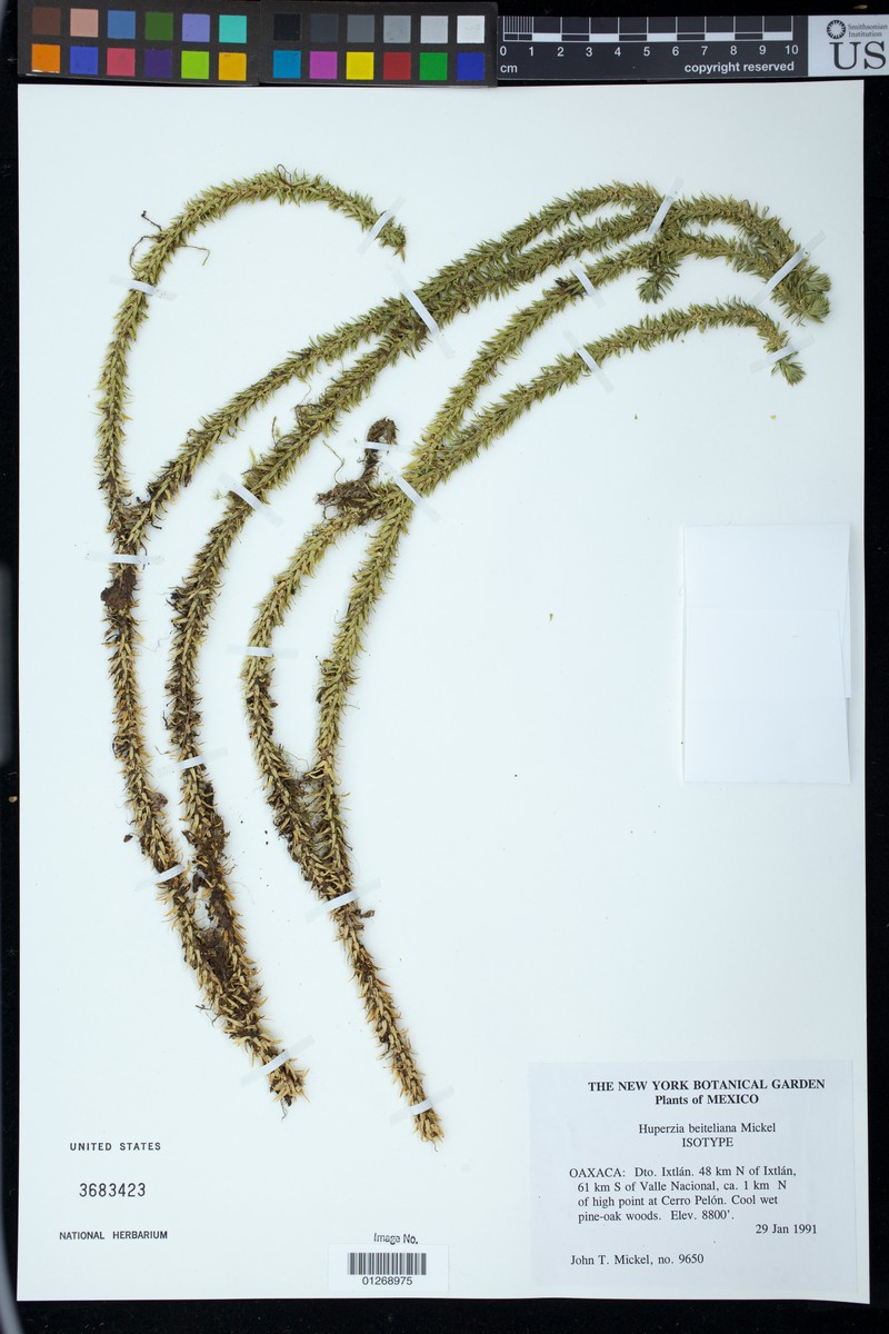 Huperzia beiteliana