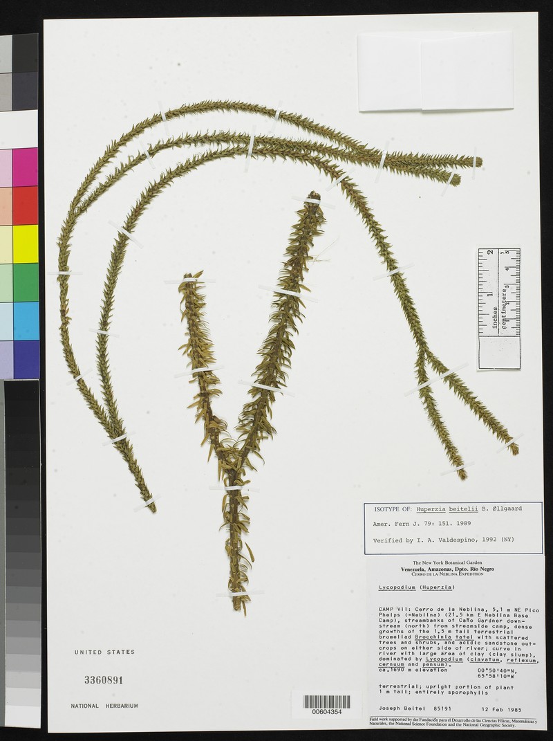 Huperzia beitelii