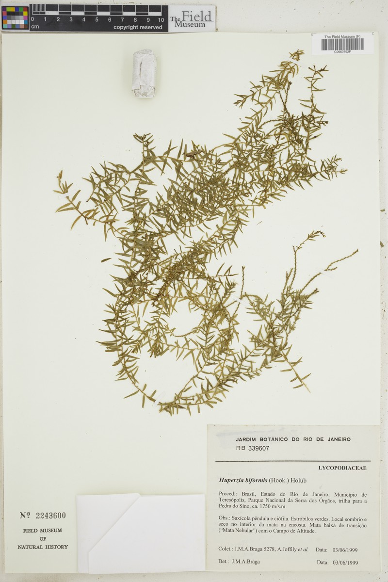 Huperzia biformis