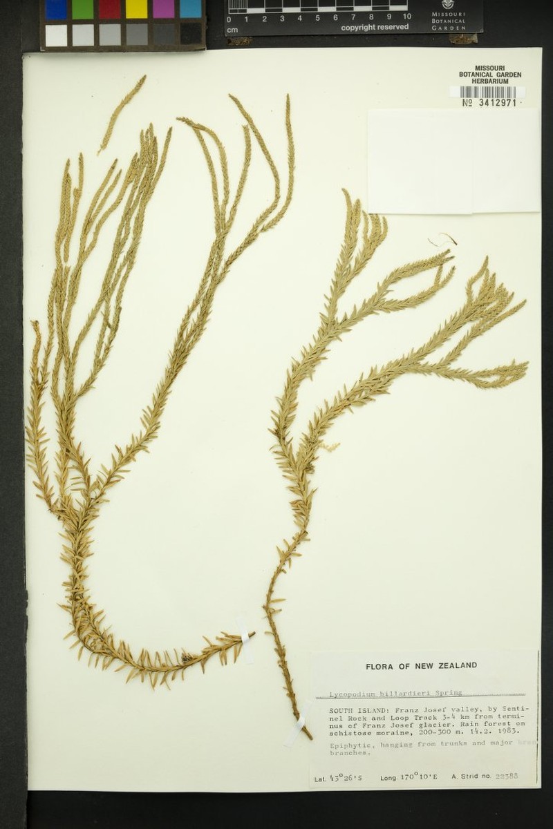 Huperzia billardierei