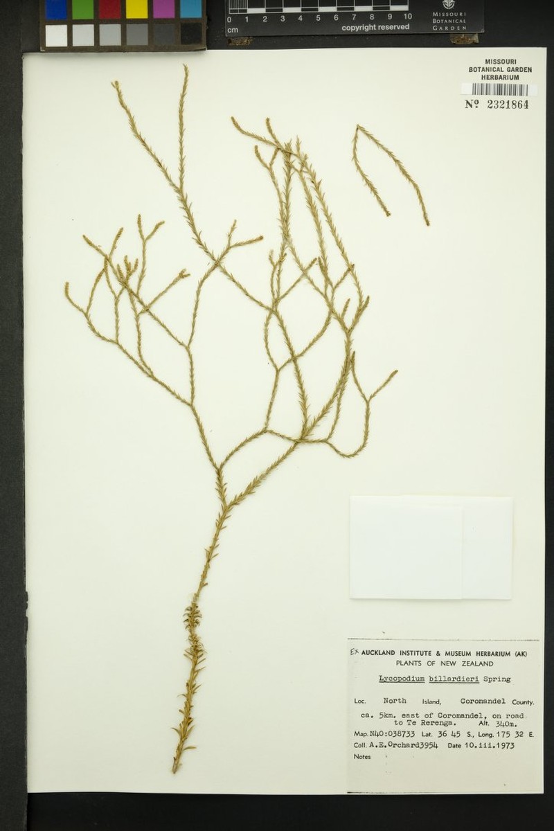 Huperzia billardierei photo 2