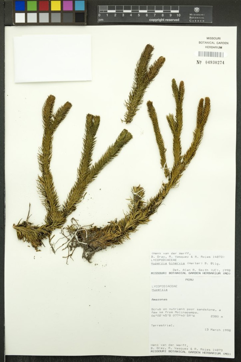 Huperzia binervia