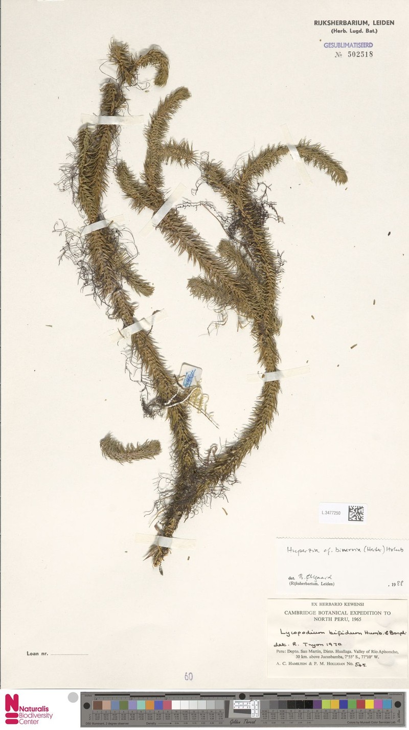 Huperzia binervia photo 3