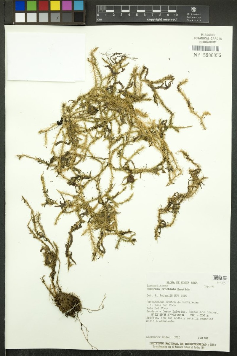 Huperzia brachiata