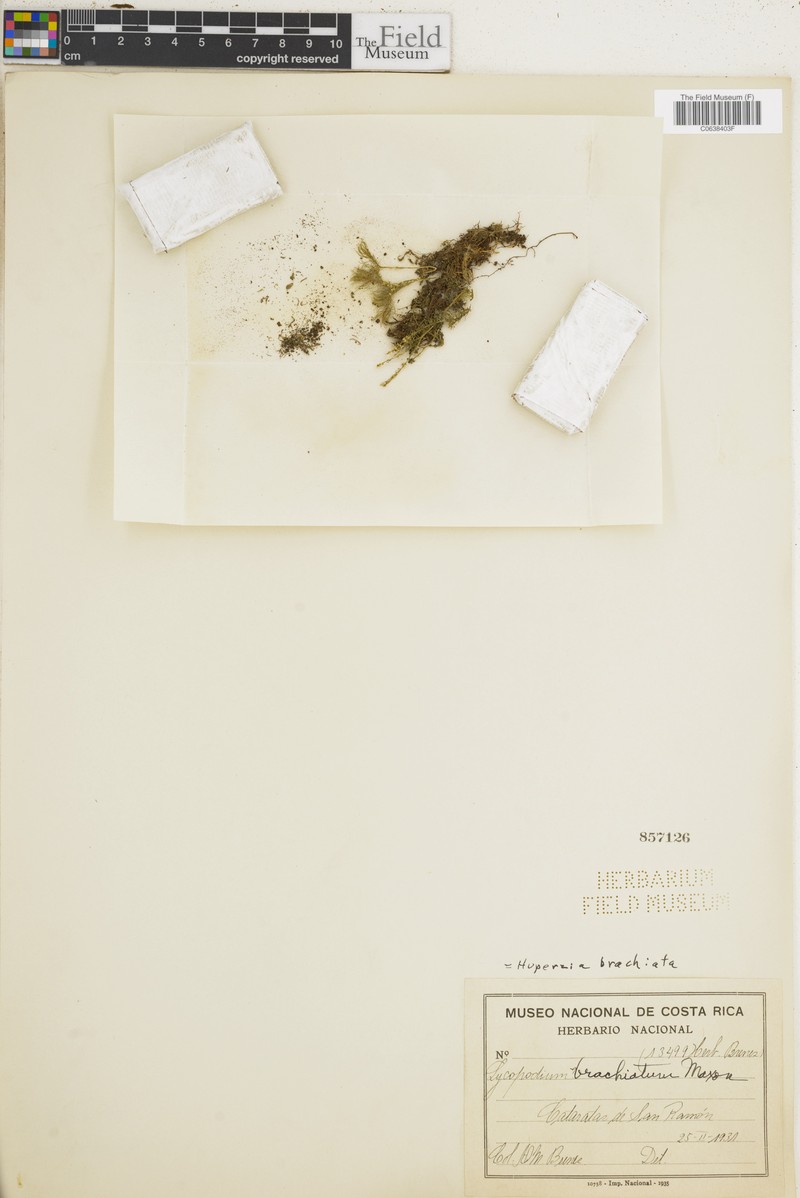 Huperzia brachiata photo 2