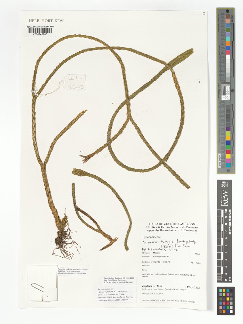 Huperzia brachystachys