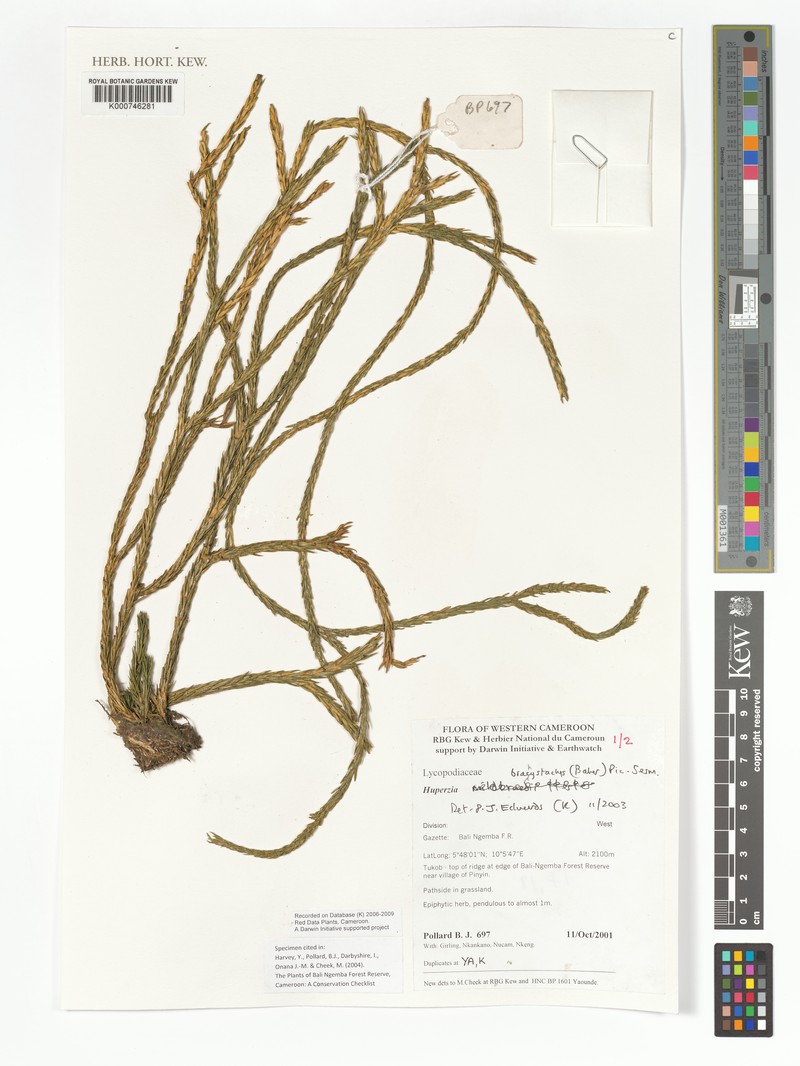 Huperzia brachystachys photo 2