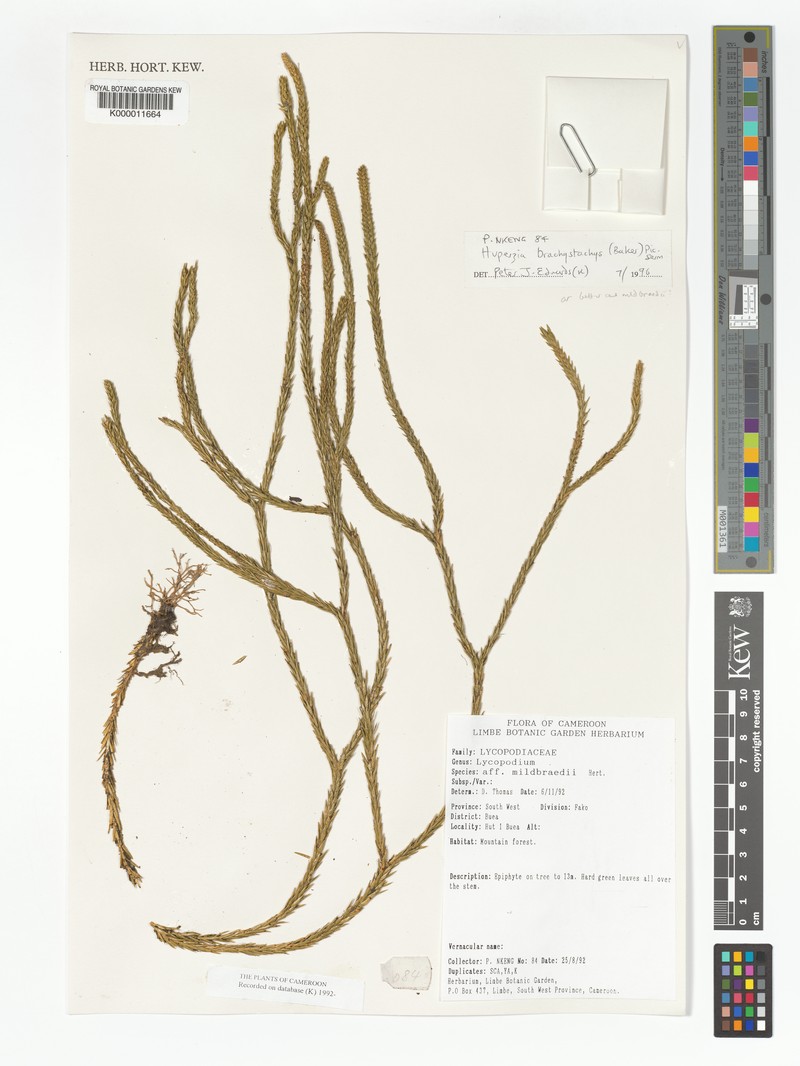 Huperzia brachystachys photo 3