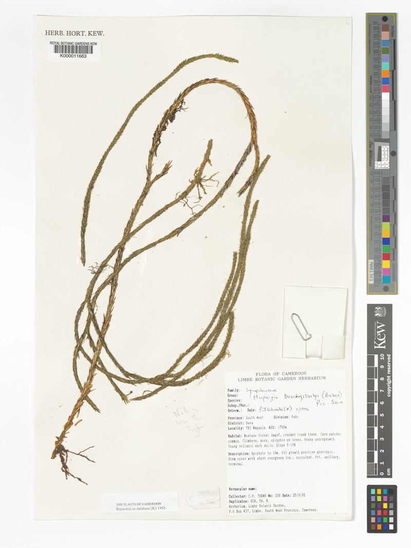 Huperzia brachystachys photo 4